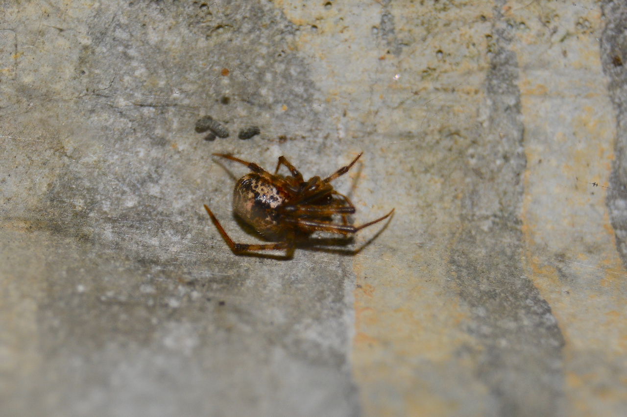 Parasteatoda tepidariorum Parasteatoda tepidariorum